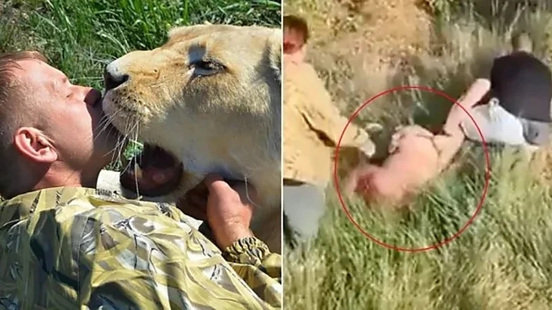 هجوم عنيف من أسد على مدربه