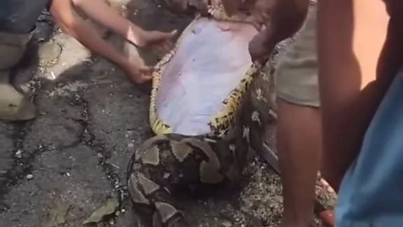 ثعبان عملاق يبتلع مزارعًا ستينيًا في إندونيسيا .. فيديو