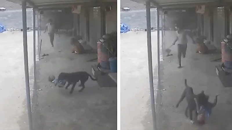 مشهد مروع لكلب ضال يهاجم طفلًا ووالده ينقذه بشجاعة .. فيديو