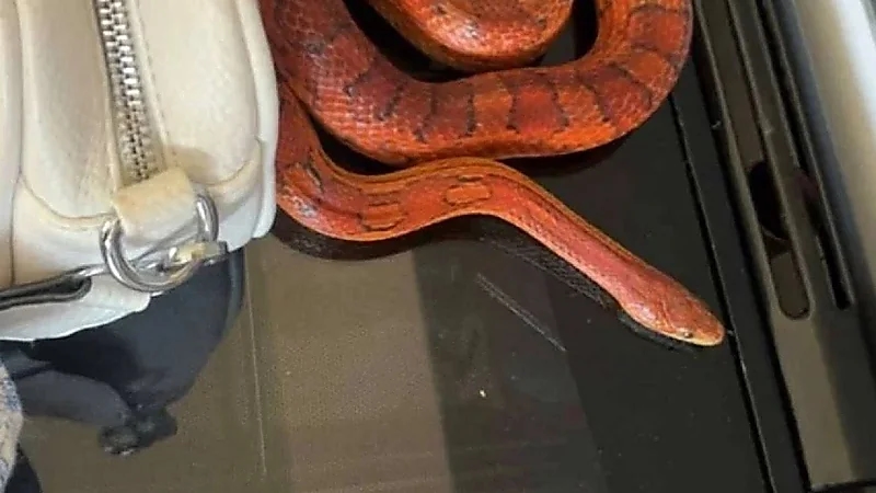 عائلة بريطانية تتفاجأ بثعبان ضخم في عيد ميلاد ابنتهما وتصاب بالذعر