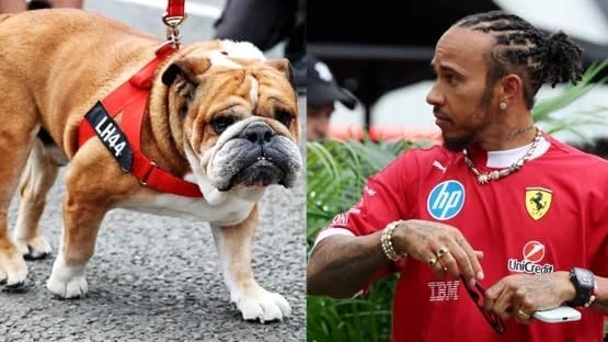 انسحاب مفاجئ لهاميلتون من اختبارات فورمولا 1 بسبب كلب