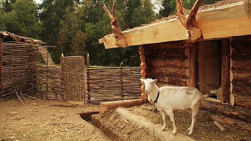 شاهد.. ماعز باكستانية تدخل موسوعة غينيس للأرقام القياسية