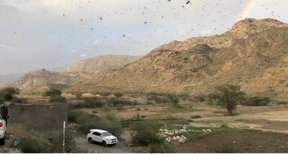 بالصور.. أسراب الجراد تجتاح العرضيات