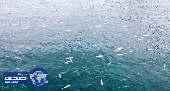 مصادر: شواطئ الشرقية نظيفة ولا قلق من نفوق أسماك سداب والجون