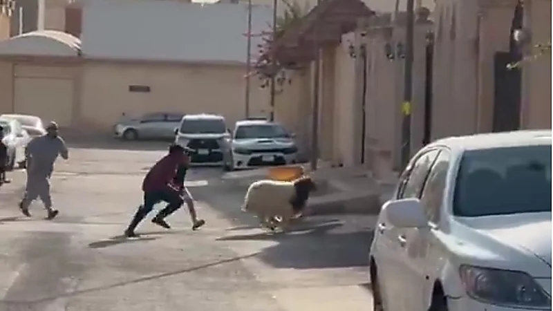 عبدالله السدحان يوثق لحظة طريفة لهروب "خروف العيد" ويعلق بطرافته المعهودة