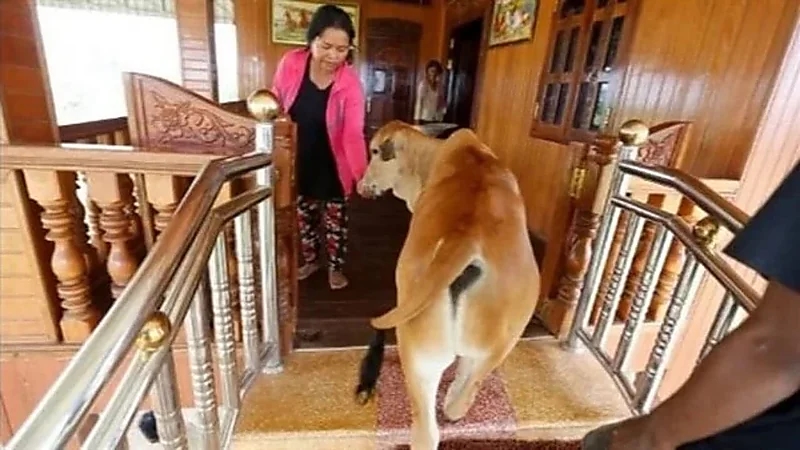 سيدة تتزوج من بقرة بسبب روح زوجها المتوفي