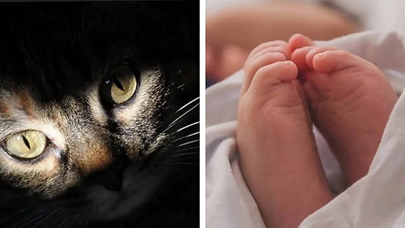 أم تنحر رضيعتها وتتهم قطة بالتهام أجزاء من جسدها