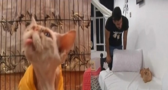 بالفيديو.. طالب طب بيطري يحول منزله لفندق قطط