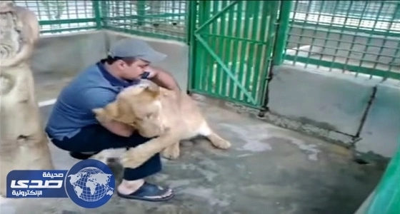 بالفيديو.. مواطن يحول مزرعته ملجأ لاحتواء الأسود المفترسة