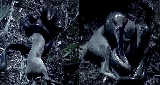 بالفيديو.. ثعبان ضخم يبتلع غزالا كاملا بطريقة مروعة