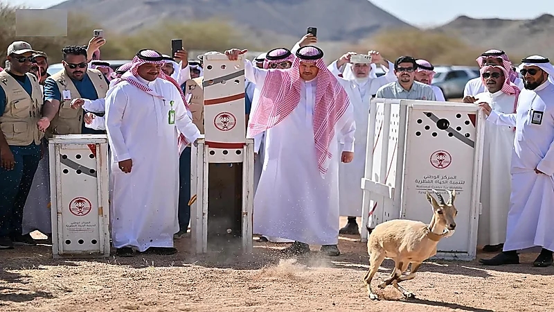 إطلاق 22 كائنًا فطريًا مهددًا بالانقراض في متنزه البيضاء البري