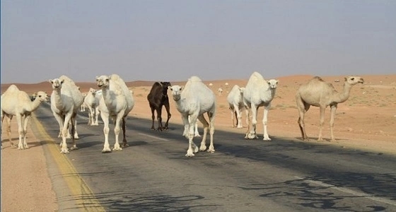 بلاغ لمواطن بوجود إبل على طريق الكر يمنع حوادث السير