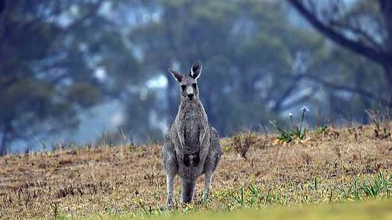 كنغر أليف يقتل صاحبه ويمنع المسعفين من الوصول إليه