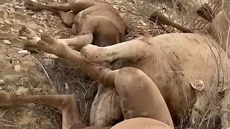 نفوق 4 إبل بصاعقة رعدية شرق الليث