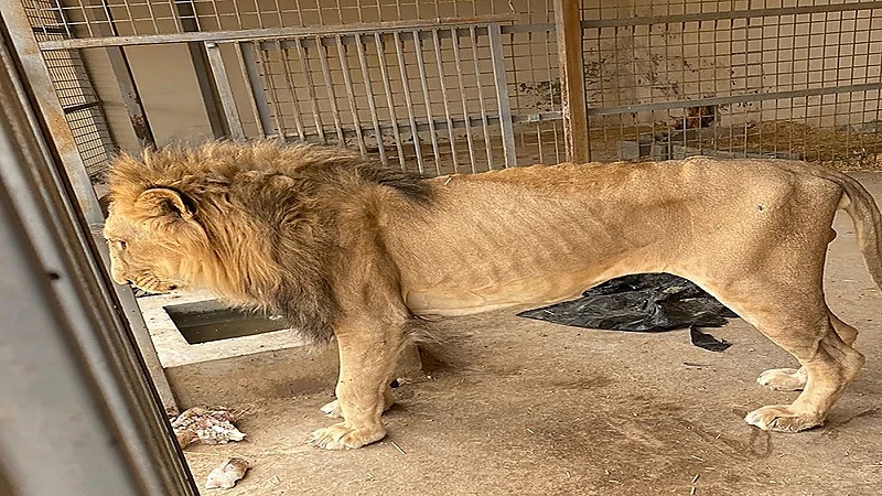 بالصور .. ضبط 4 أسود في إحدى الاستراحات بالقصيم