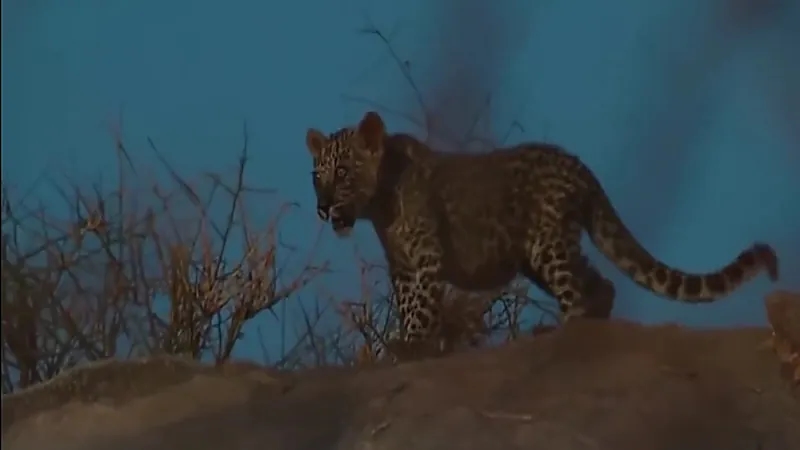 الحياة الفطرية: زيادة أعداد قرود البابون سبب تدهور أعداد النمر العربي في المملكة