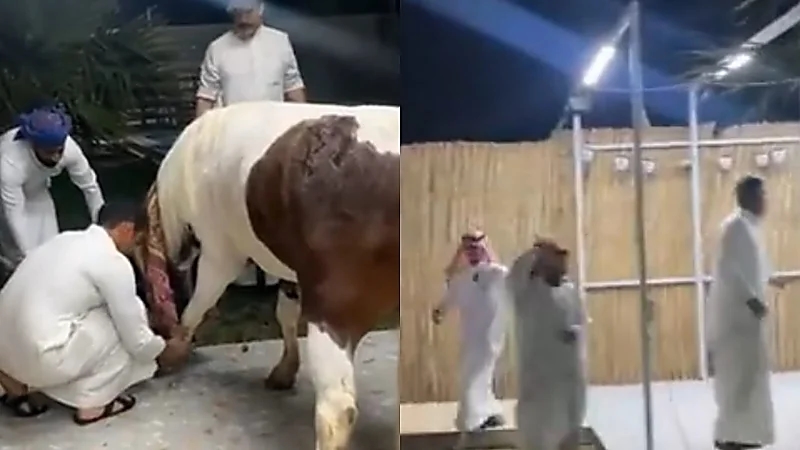 ركض خيل يثير هلع شباب داخل استراحة .. فيديو