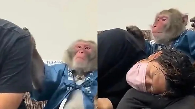 قرد يحاول تخفيف التعب عن صاحبه ويطلب منه أن يغفو على قدميه .. فيديو