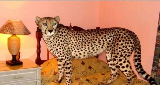 " الحياة الفطرية " تحذر من إقتناء الحيوانات المفترسة بعد " نمر مايا "