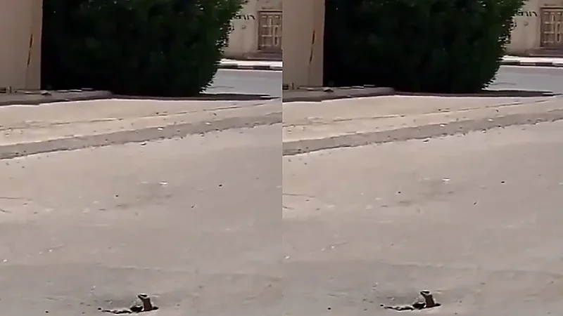 بالفيديو.. "ضب" يختبئ في حفرة صغيرة بالإسفلت وسط المناطق السكنية