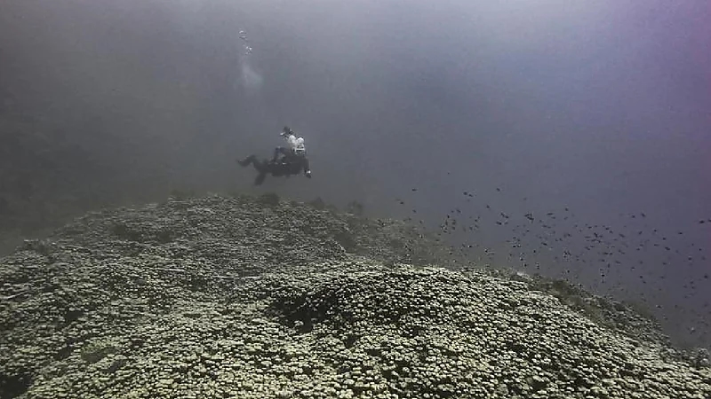 اكتشاف مستعمرة مرجانية ضخمة من نوع بافونا بوجهة أمالا .. صور