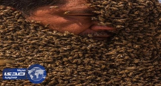 بالصور.. «فطاني» يفشل في تغطية جسمه بـ«أثقل عباءة من النحل»