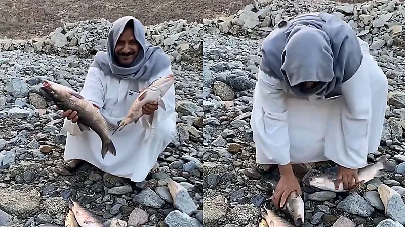 مشهد مدهش للأسماك وهي تملأ الأرض بعد الأمطار الغزيرة والفيضانات .. فيديو