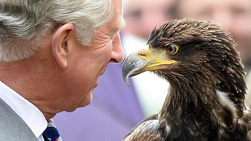 طائر يعكّر مزاج الملك تشارلز وتقاليد العائلة المالكة في مهب الريح