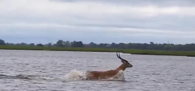 شاهد .. ظبي يسبح بمهارة في نهر عميق هربا من تمساح