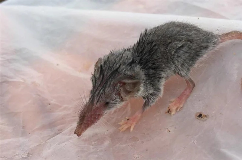 الحياة الفطرية يسجل أول توثيق لحيوان الزبابة الظفارية