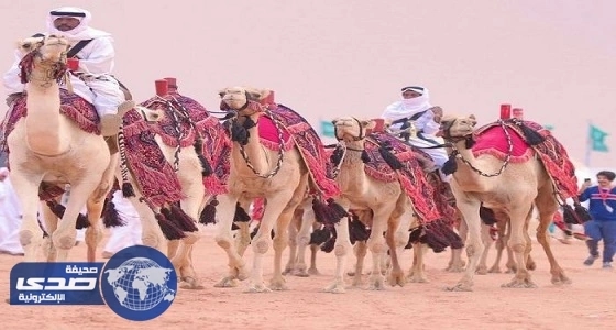 متحدث مهرجان الملك عبد العزيز للإبل: 90% من العاملين من فئة الشباب