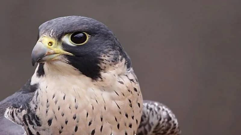 "الحياة الفطرية" يحذر من طرح وشبك الصقور المحلية بالمملكة