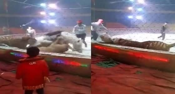 بالفيديو.. مجموعة نمور يهاجمون حصان ويحاولون افتراسه داخل سرك