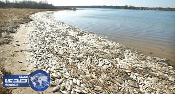 نفوق جديد للأسماك في غرناطة الكويتية