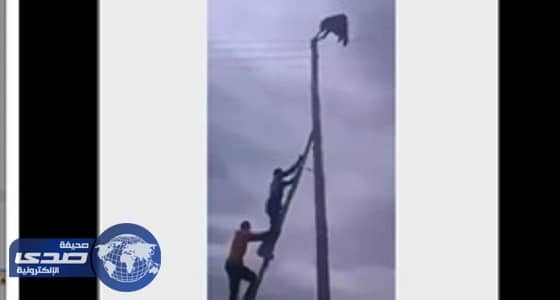 بالفيديو.. إنقاذ رجل تعلق بأسلاك كهربائية رافضًا تركها
