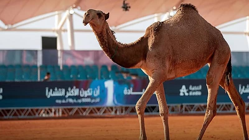 أمانة الرياض: 9 آلاف ساعة عمل لمعالجة وضع أحياء وسط العاصمة