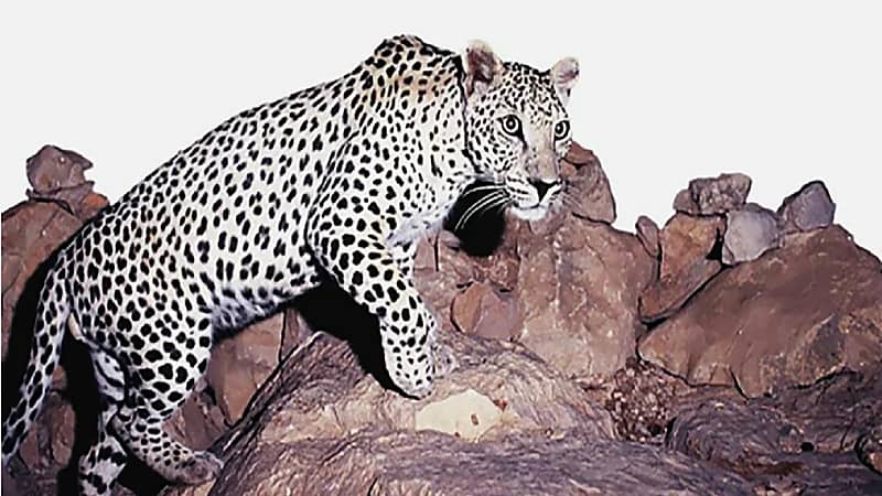 تفاصيل جديدة بشأن اللائحة التنفيذية للاتجار في الكائنات الفطرية 