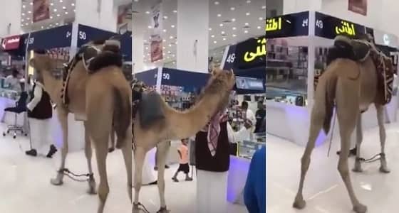 بالفيديو.. مسن يتجول بـ " ناقة " داخل مجمع الاتصالات بالرياض