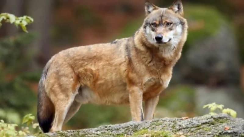 بالفيديو… ذئب يلحق بامرأة حتى منزلها في المجمعة