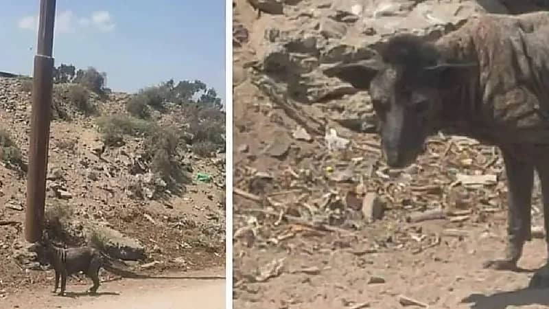 صورة لحيوان غريب تثير الفزع في مصر