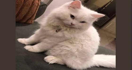 شاهد.. 10 آلاف ريال لمن يدلي بمعلومة عن قطة بيت مفقودة بالرياض