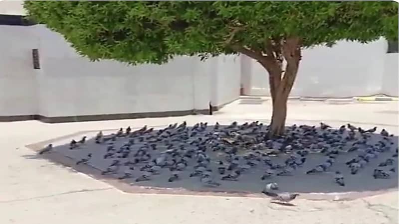 تجمع لافت لعشرات الحمام تحت شجرة بجوار مسجد السيدة عائشة.. فيديو