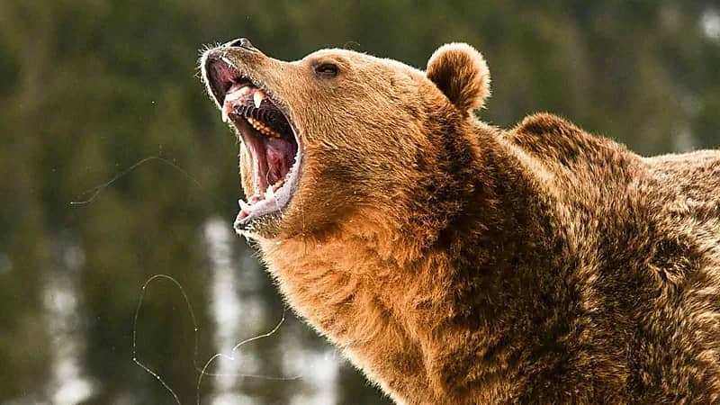 دب يقتحم خيمة سائحة ويهاجمها أثناء نومها