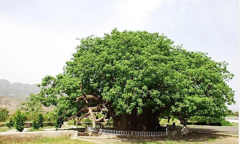 تعز اليمنية تتحرك لإنقاذ شجرة الغريب المعمرة بعد تعرضها لانشقاق خطير