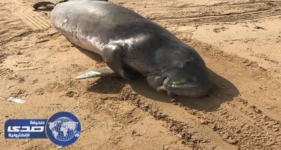 استنفار في ينبع بسبب العثور على «فُقمة» نافقة «صور»