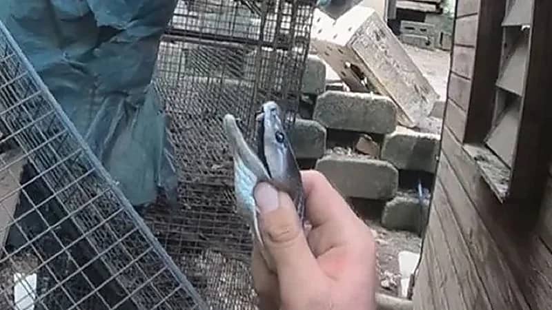 مفاجأة مروعة لإمرأة بعد العثور على "مامبا " فتاكة بمنزلها