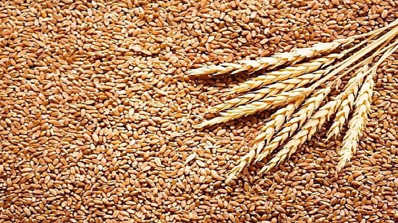 بينهم روسيا وأوكرانيا.. قائمة أكبر الدول المصدرة للقمح بعد ارتفاع أسعاره