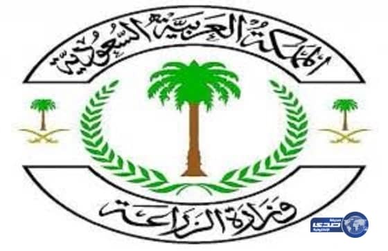 ضبط عمال ملحمة قبل ذبحهم جمل هزيل بحالة سيئة في العقيق