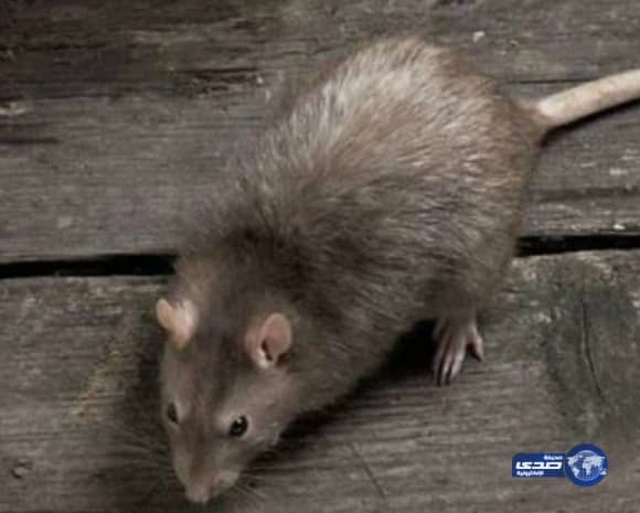 إيقاف مسؤول رفيع بصحة بيشة على إثر قضايا فساد