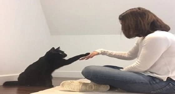 بالفيديو.. مصافحة سرية بين فتاة وقطتها تشعل مواقع التواصل